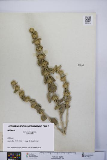 Marrubium vulgare [Espécimen: UCH:SQF:0006016]