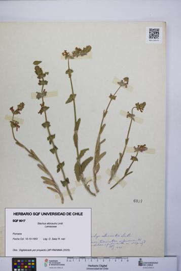 Stachys albicaulis [Espécimen: UCH:SQF:0006017]