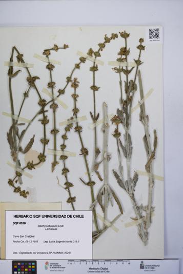 Stachys albicaulis [Espécimen: UCH:SQF:0006018]