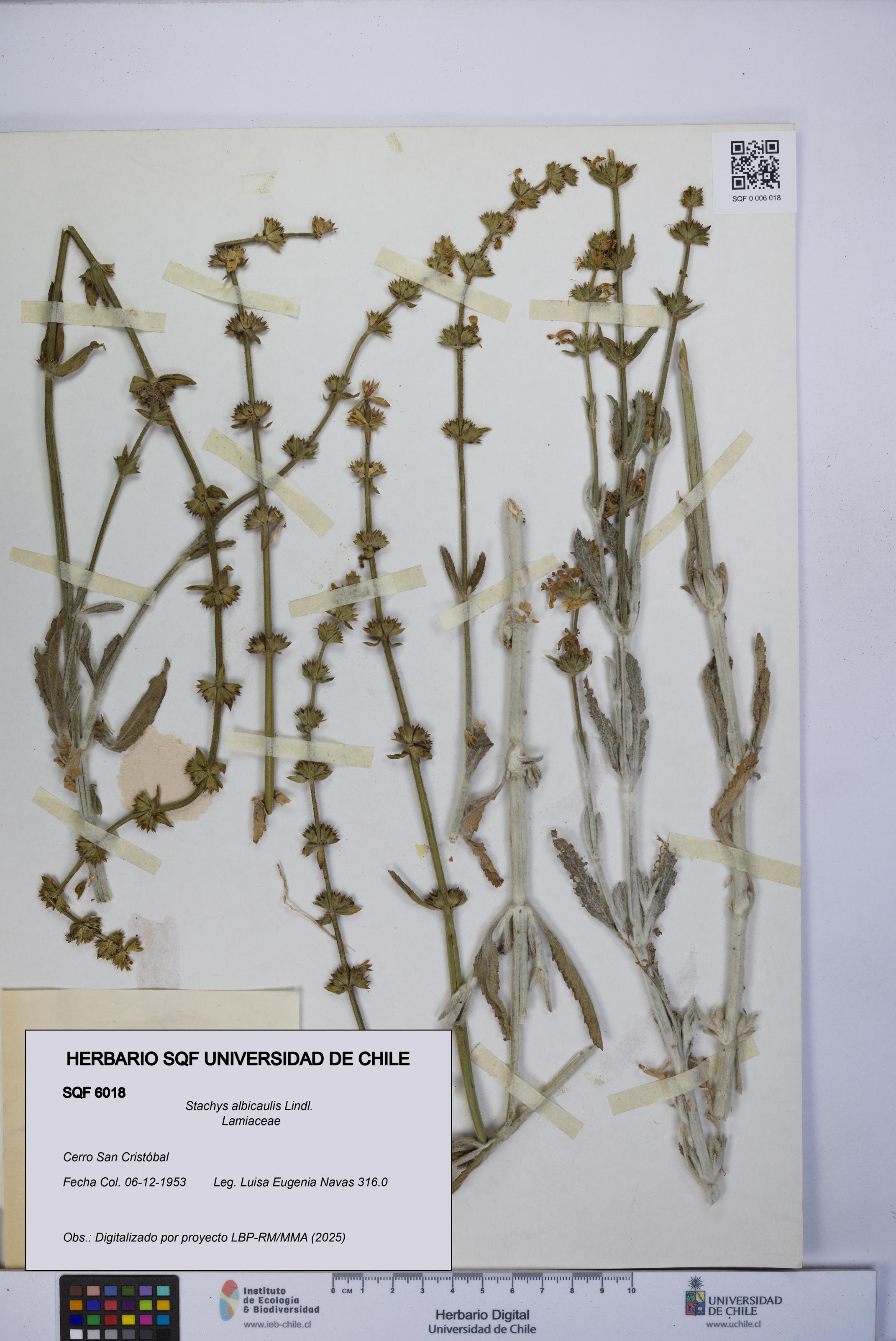 Stachys albicaulis [Espécimen: UCH:SQF:0006018]