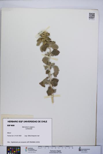 Marrubium vulgare [Espécimen: UCH:SQF:0006025]