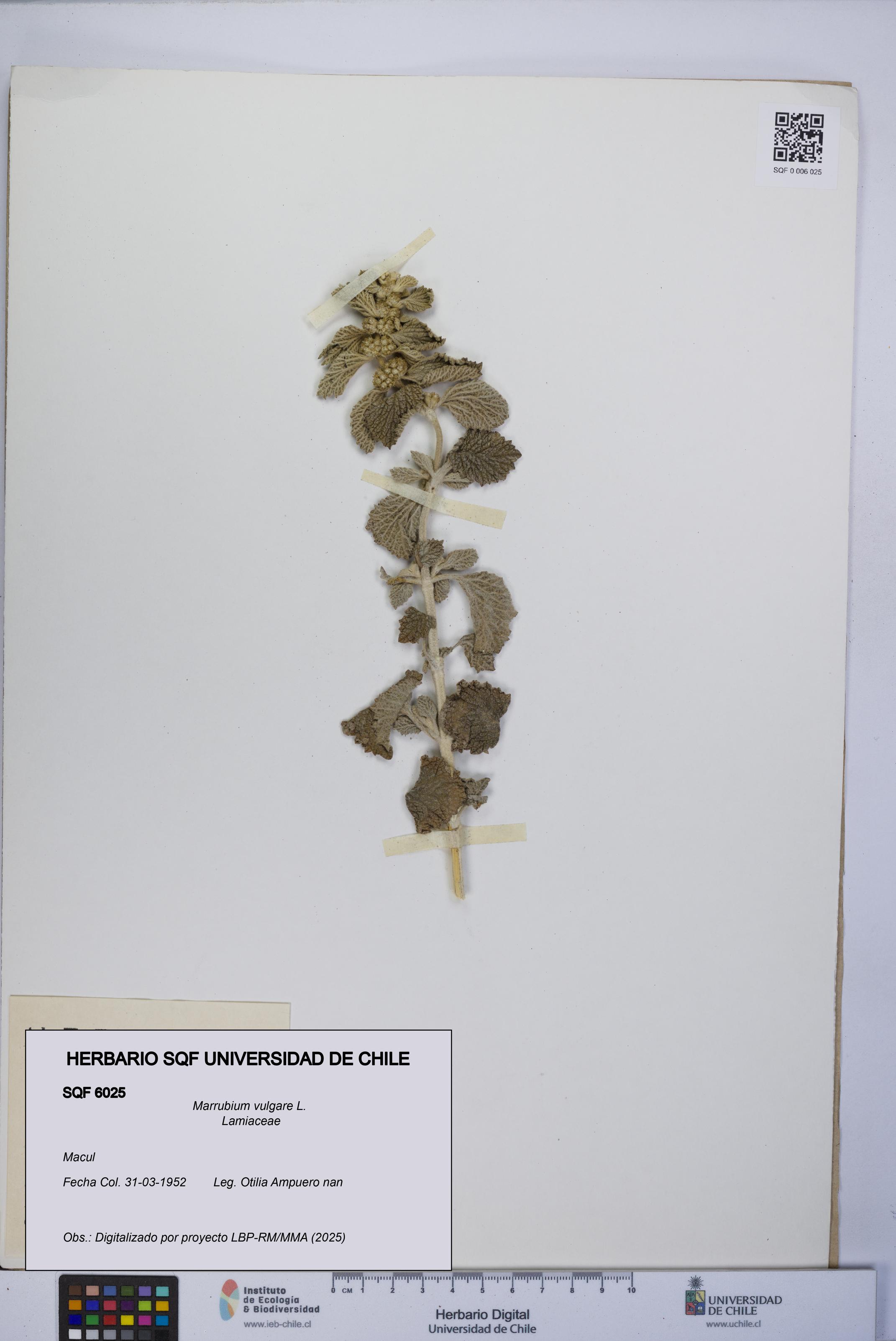 Marrubium vulgare [Espécimen: UCH:SQF:0006025]