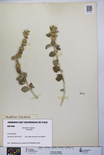Marrubium vulgare [Espécimen: UCH:SQF:0006026]