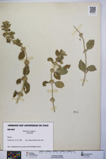 Marrubium vulgare [Espécimen: UCH:SQF:0006027]