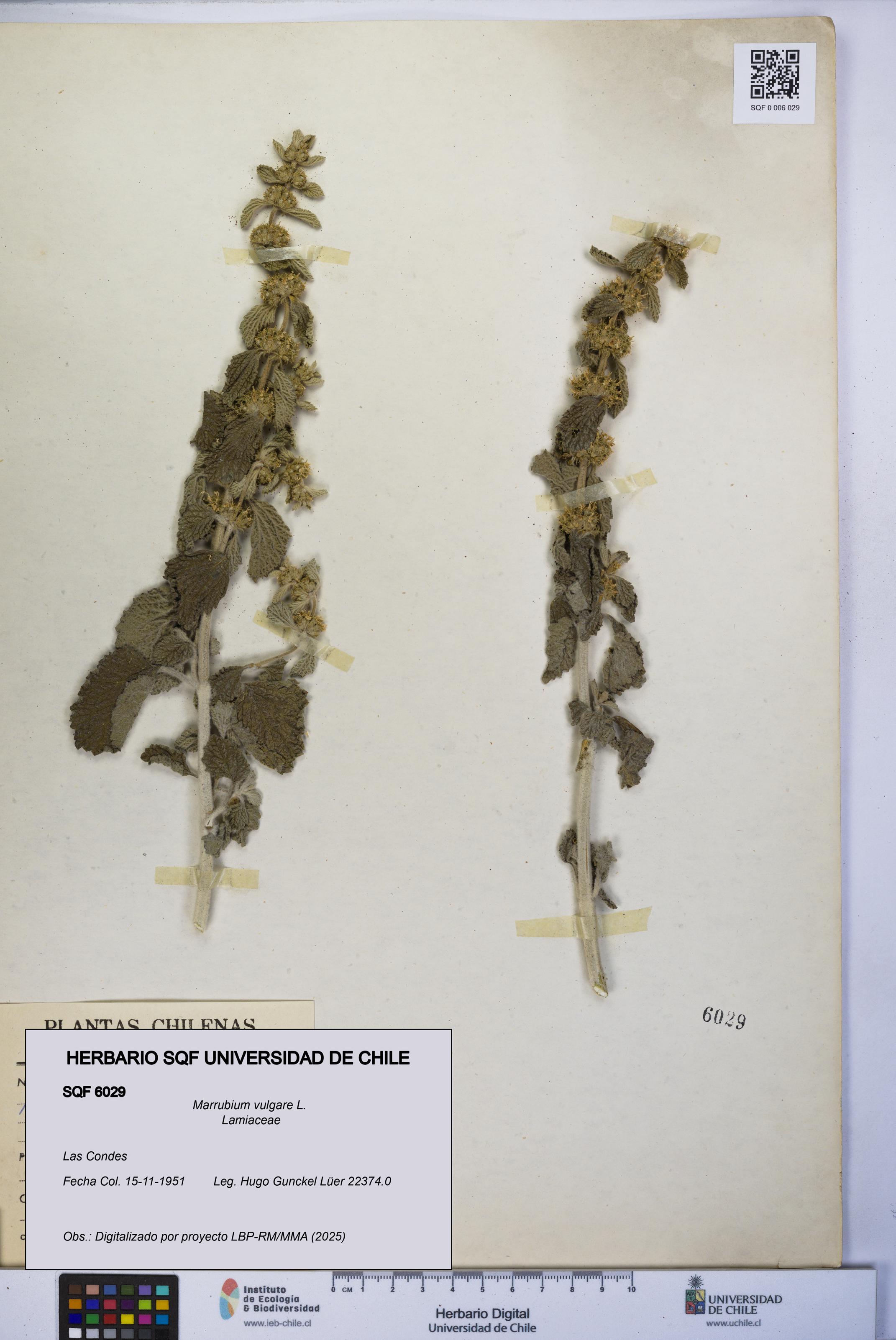 Marrubium vulgare [Espécimen: UCH:SQF:0006029]
