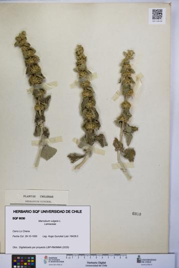 Marrubium vulgare [Espécimen: UCH:SQF:0006030]