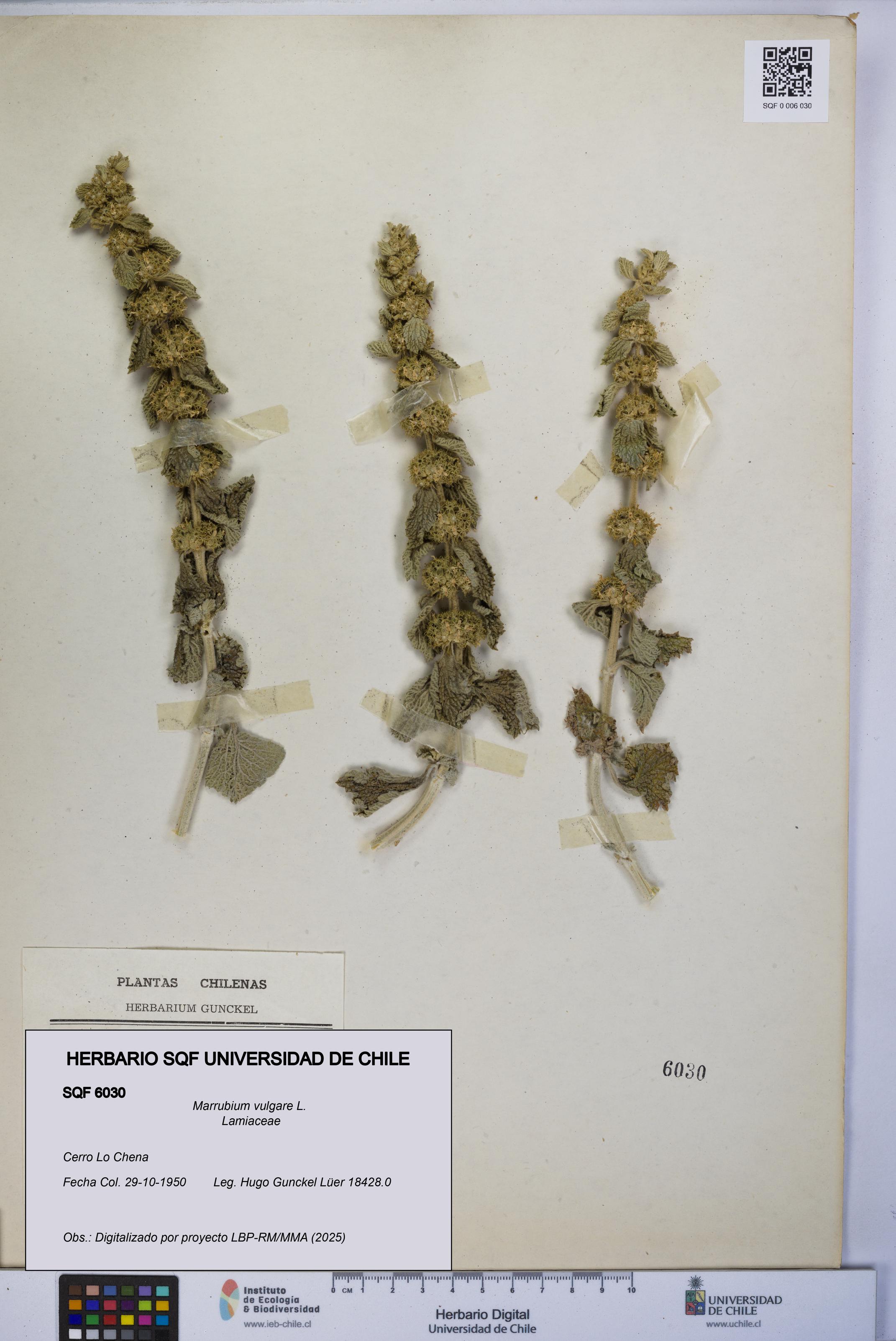 Marrubium vulgare [Espécimen: UCH:SQF:0006030]