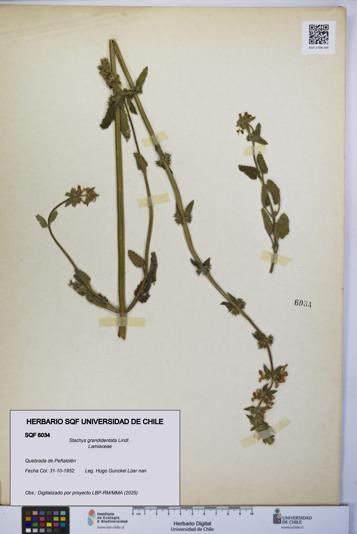 Stachys grandidentata [Espécimen: UCH:SQF:0006034]