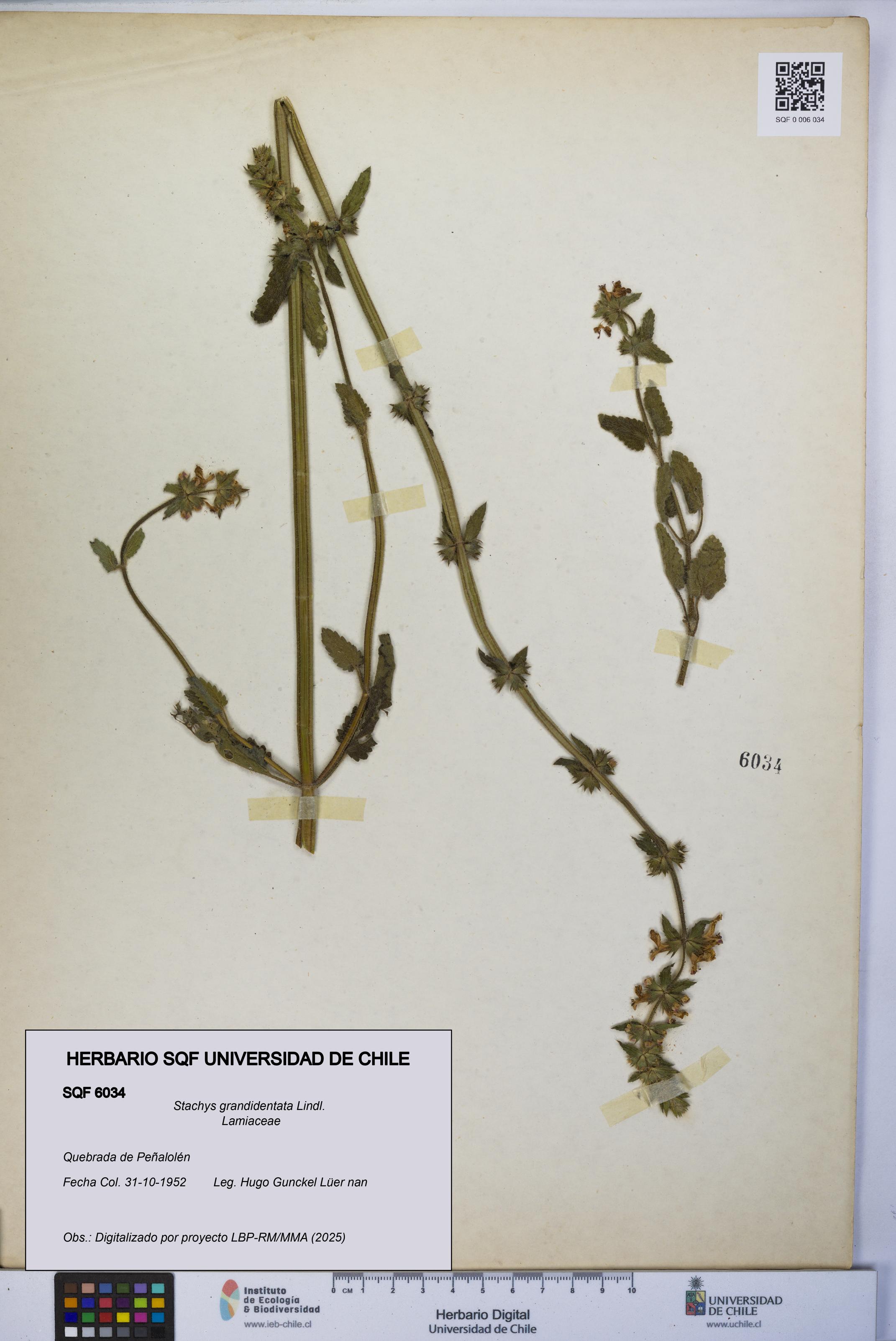 Stachys grandidentata [Espécimen: UCH:SQF:0006034]