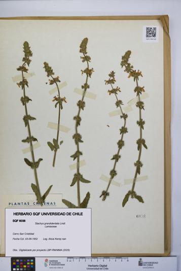Stachys grandidentata [Espécimen: UCH:SQF:0006038]