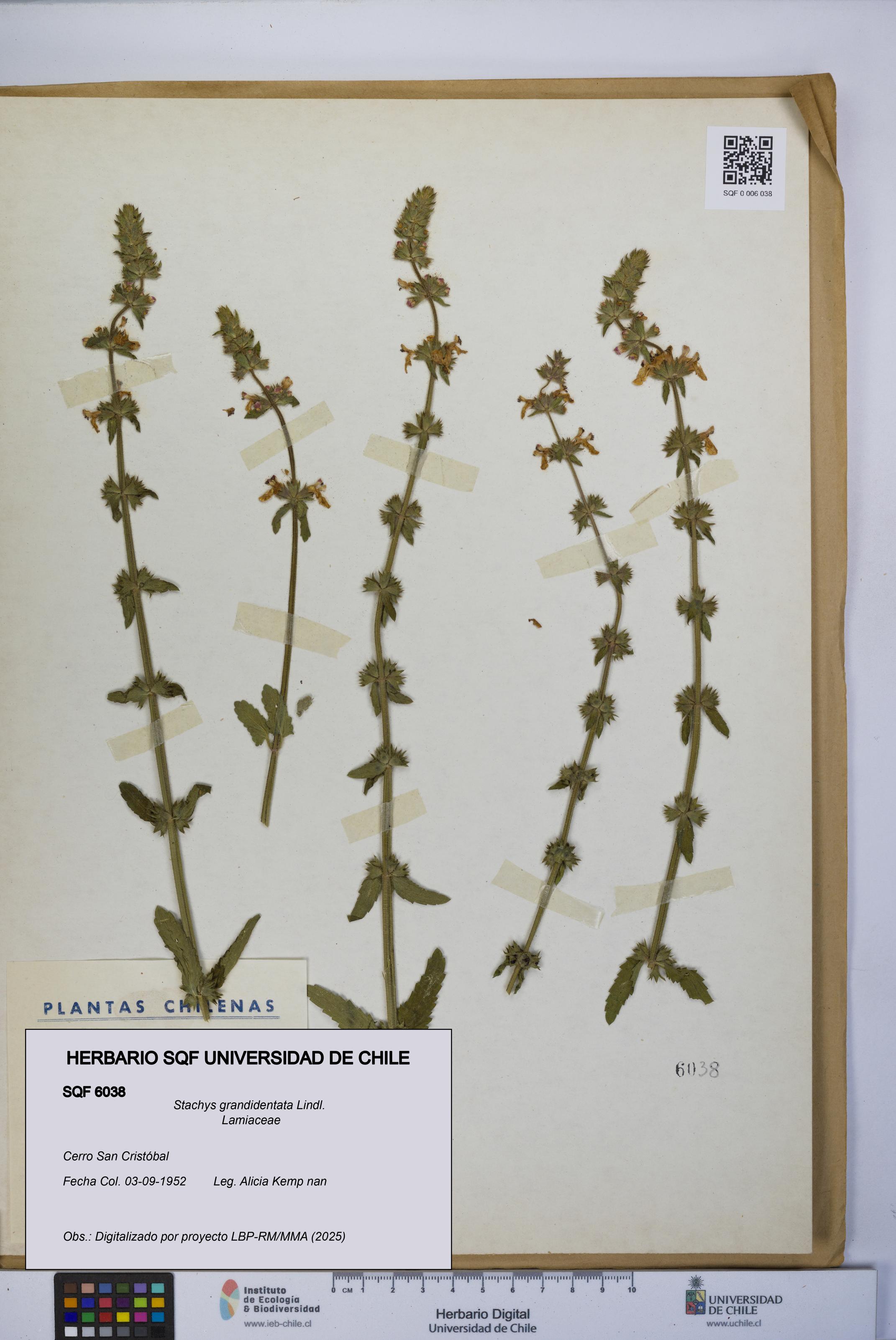 Stachys grandidentata [Espécimen: UCH:SQF:0006038]