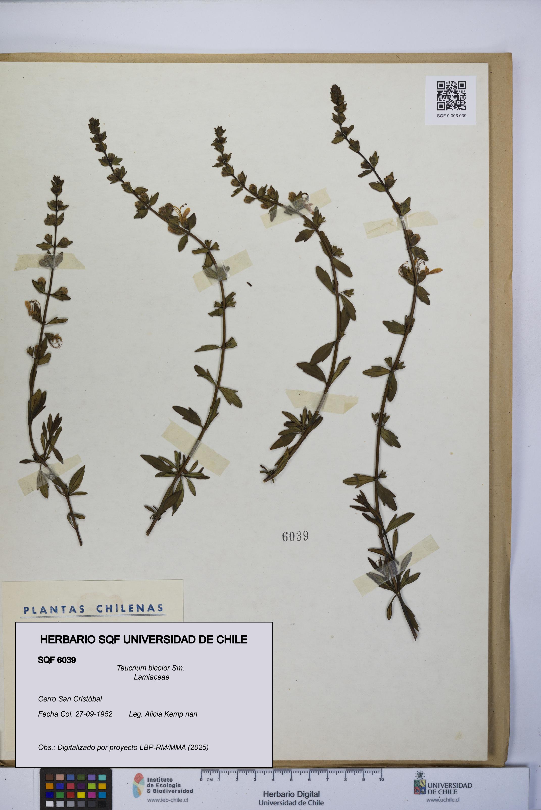 Teucrium bicolor [Espécimen: UCH:SQF:0006039]