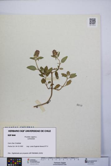 Prunella vulgaris [Espécimen: UCH:SQF:0006040]