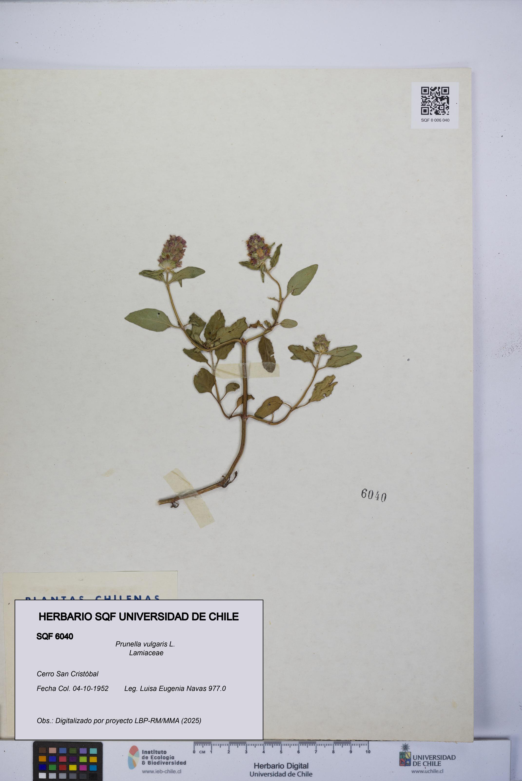 Prunella vulgaris [Espécimen: UCH:SQF:0006040]