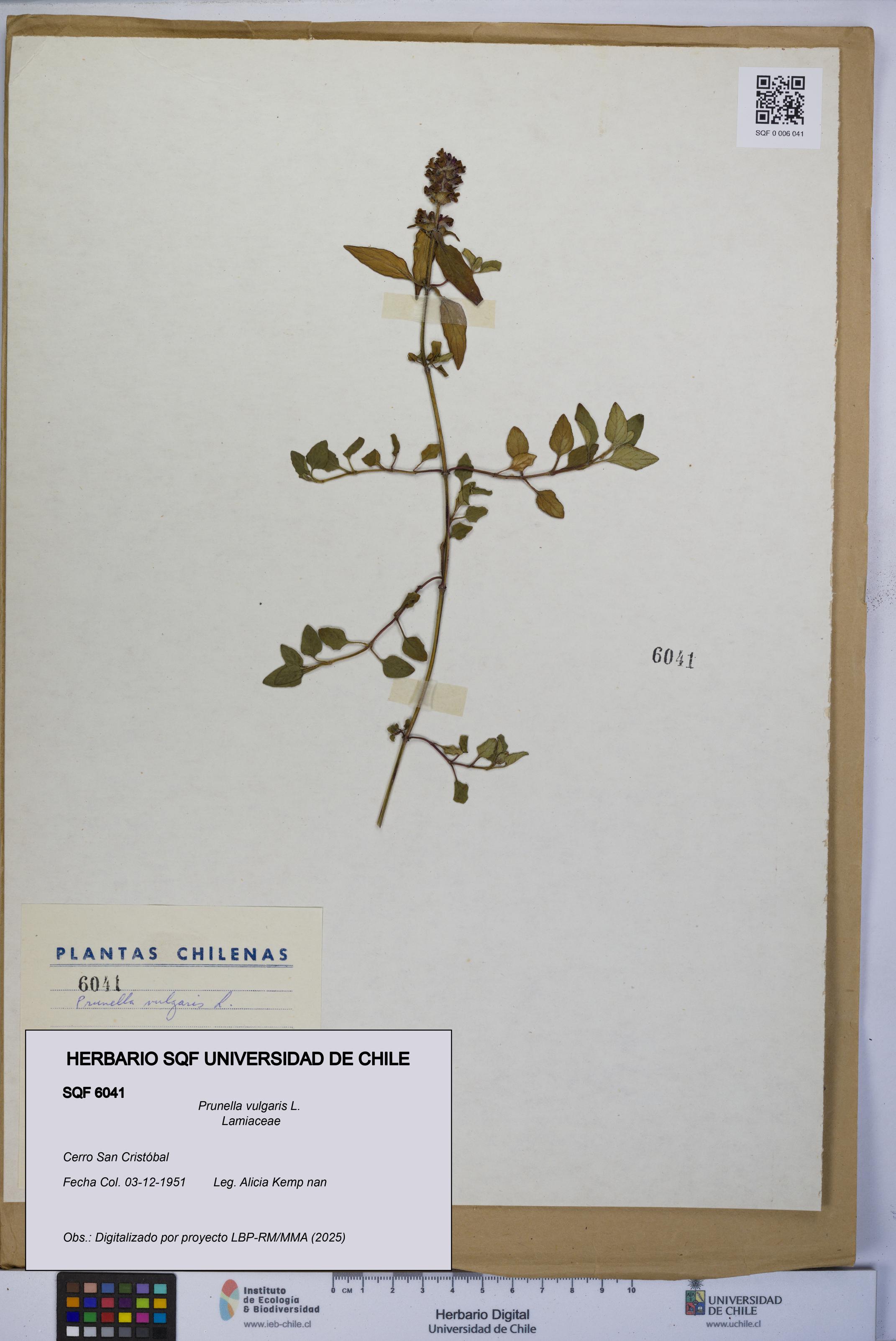 Prunella vulgaris [Espécimen: UCH:SQF:0006041]