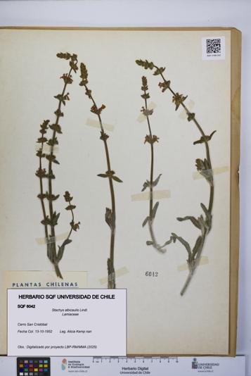 Stachys albicaulis [Espécimen: UCH:SQF:0006042]