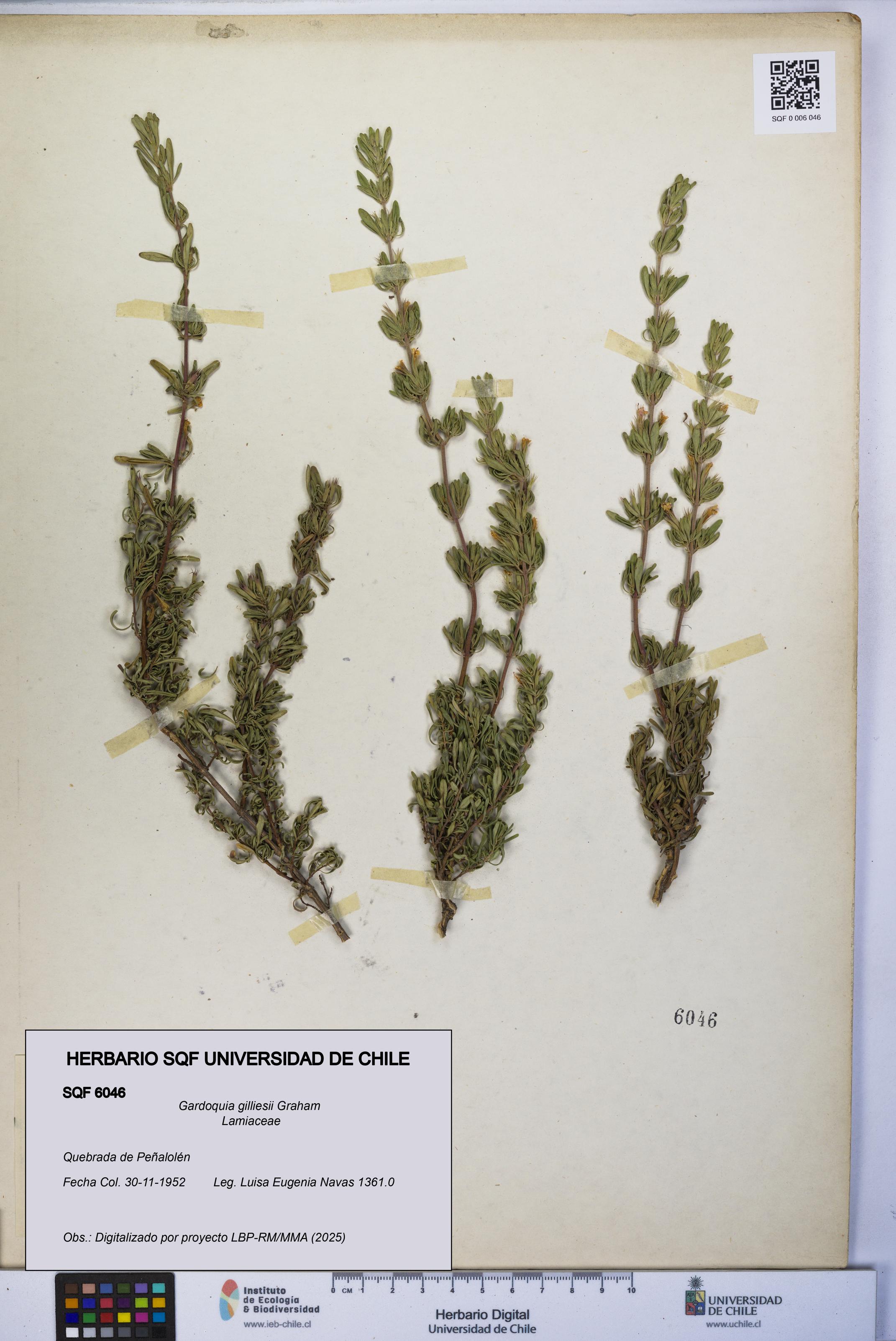 Gardoquia gilliesii [Espécimen: UCH:SQF:0006046]