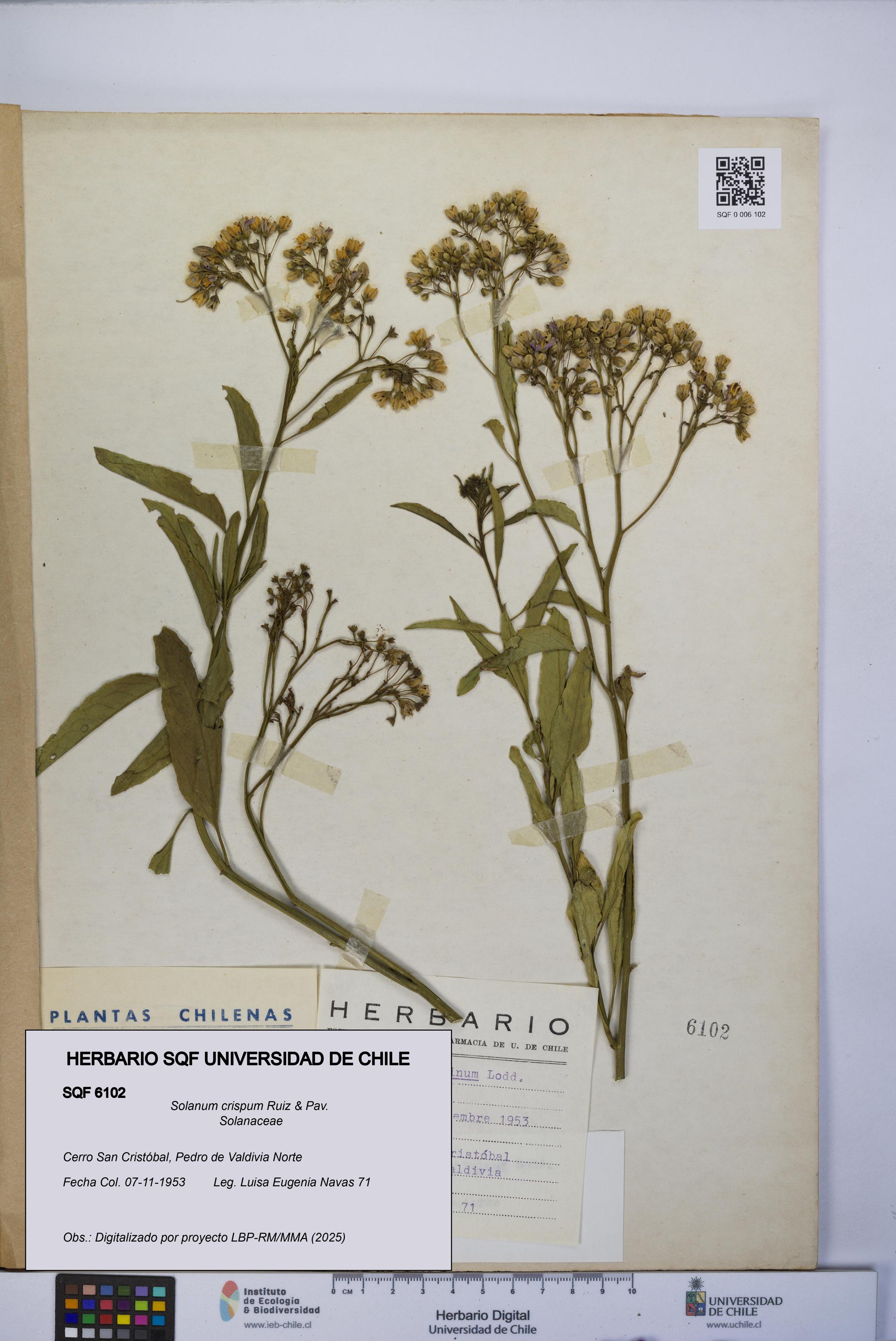 Solanum crispum [Espécimen: UCH:SQF:0006102]