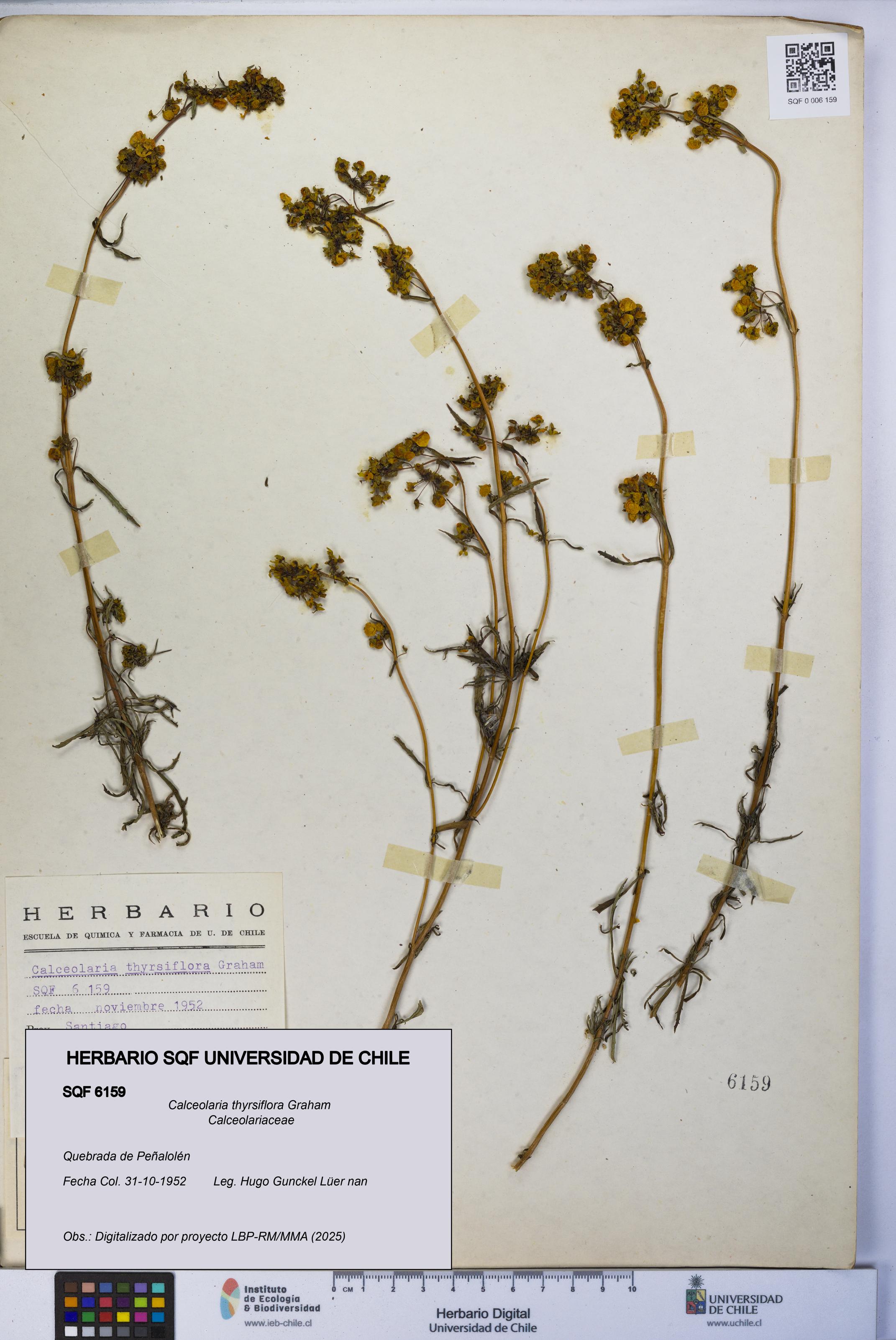 Calceolaria thyrsiflora [Espécimen: UCH:SQF:0006159]