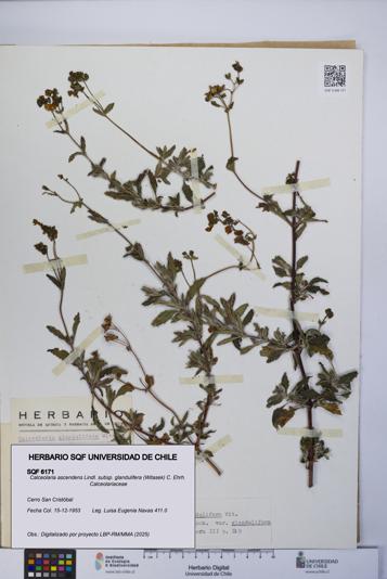 Calceolaria ascendens [Espécimen: UCH:SQF:0006171]