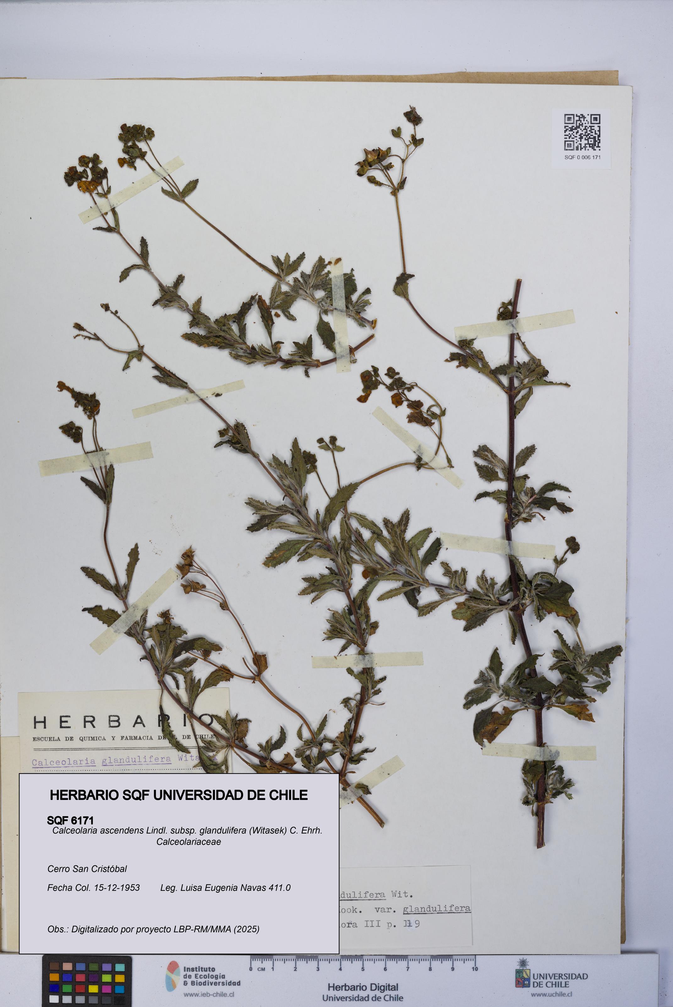 Calceolaria ascendens [Espécimen: UCH:SQF:0006171]