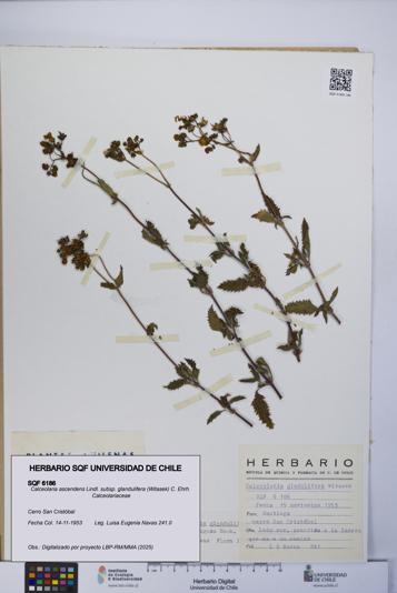 Calceolaria ascendens [Espécimen: UCH:SQF:0006186]