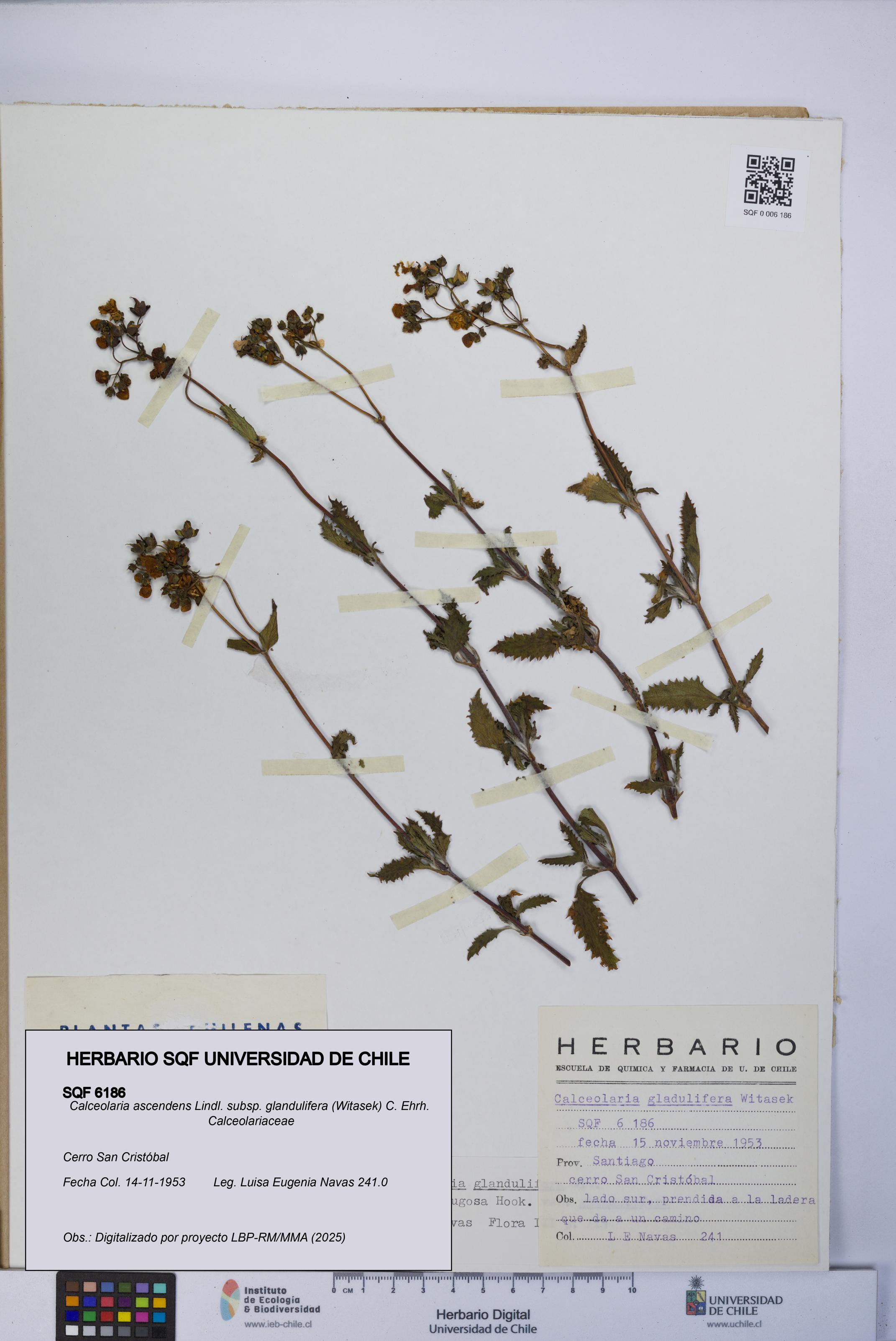 Calceolaria ascendens [Espécimen: UCH:SQF:0006186]