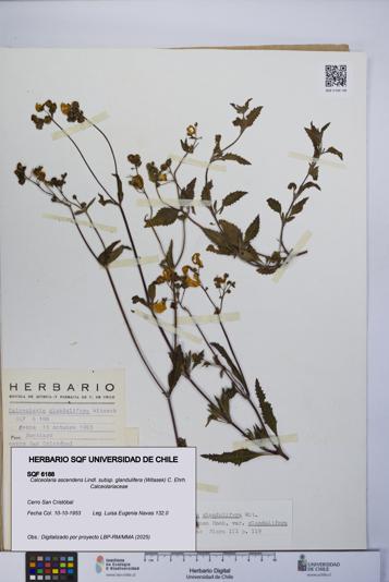 Calceolaria ascendens [Espécimen: UCH:SQF:0006188]