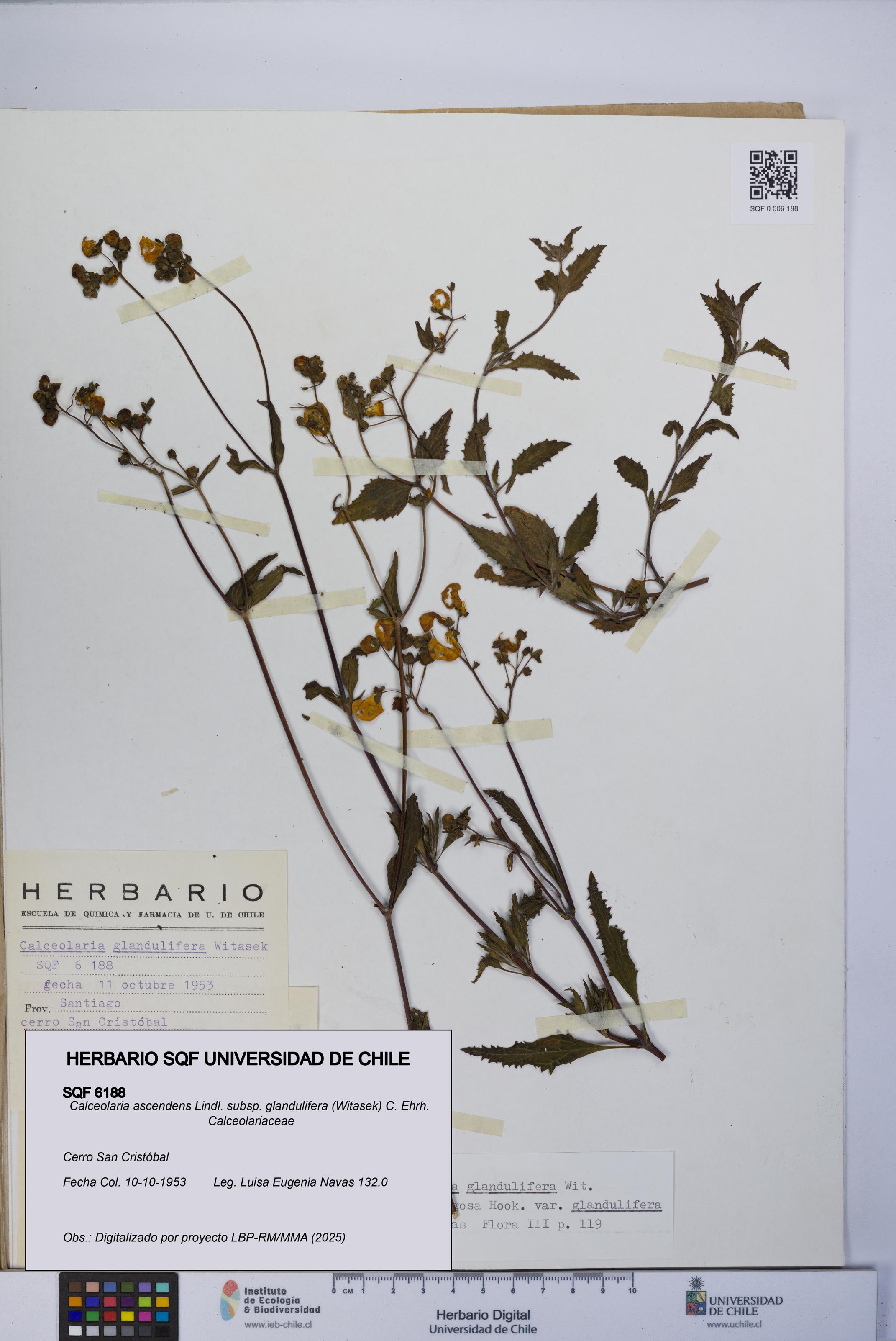 Calceolaria ascendens [Espécimen: UCH:SQF:0006188]