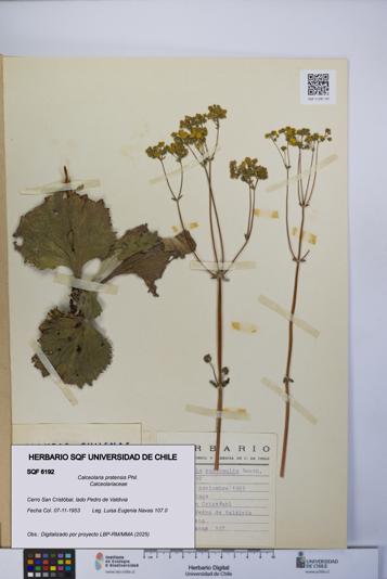 Calceolaria pratensis [Espécimen: UCH:SQF:0006192]