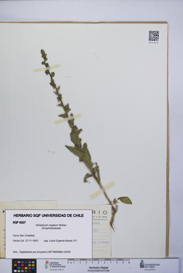 Verbascum virgatum [Espécimen: UCH:SQF:0006227]
