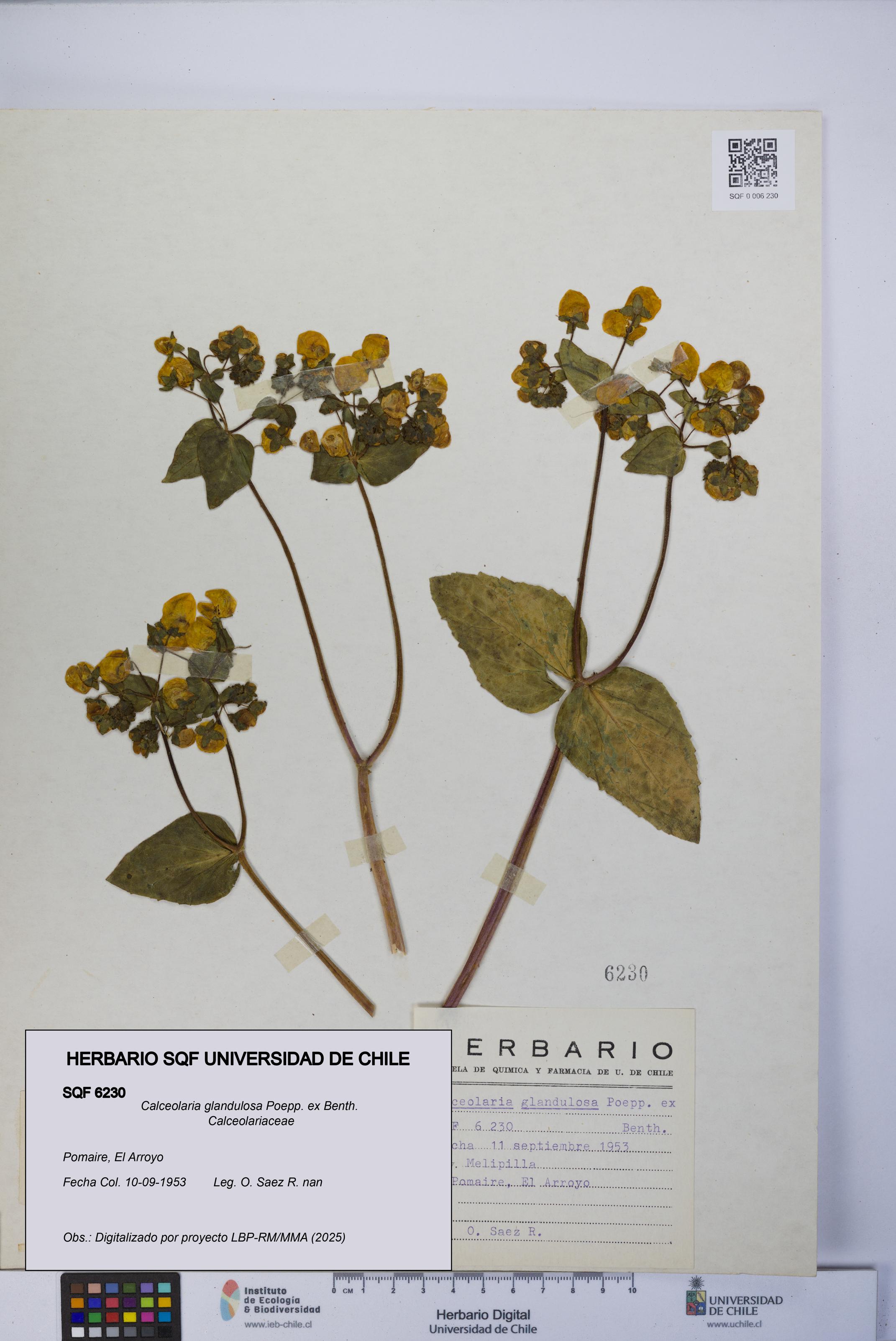 Calceolaria glandulosa [Espécimen: UCH:SQF:0006230]