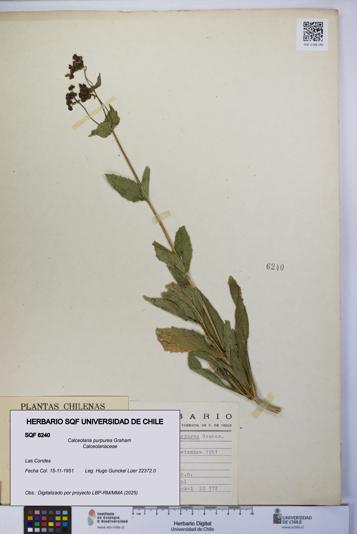 Calceolaria purpurea [Espécimen: UCH:SQF:0006240]