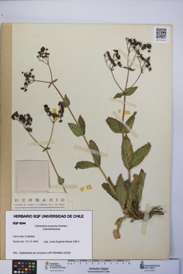 Calceolaria purpurea [Espécimen: UCH:SQF:0006244]