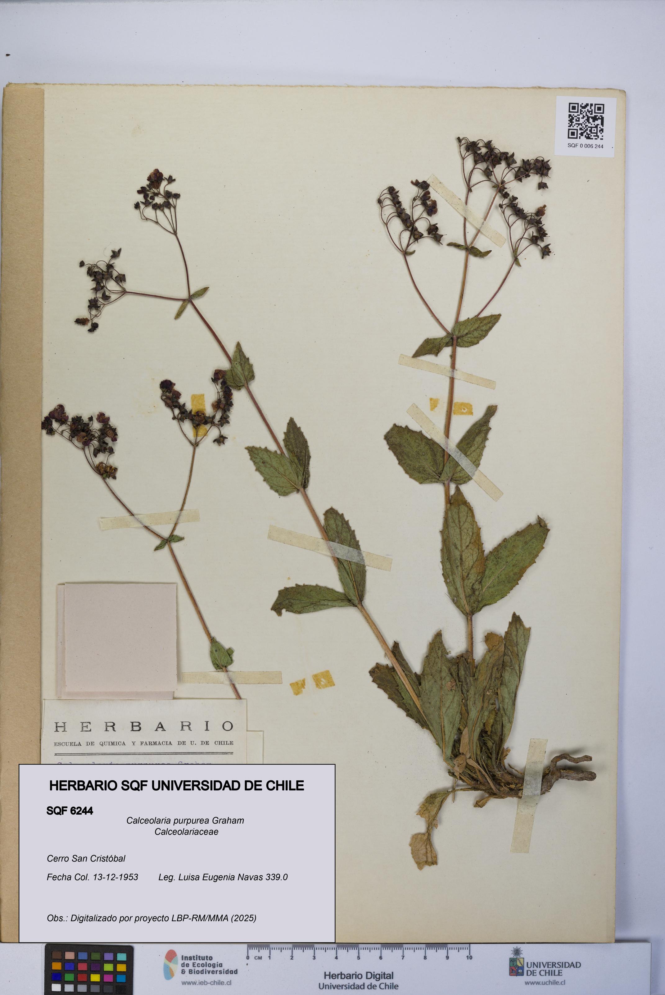 Calceolaria purpurea [Espécimen: UCH:SQF:0006244]