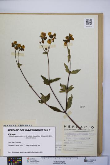 Calceolaria ascendens [Espécimen: UCH:SQF:0006245]