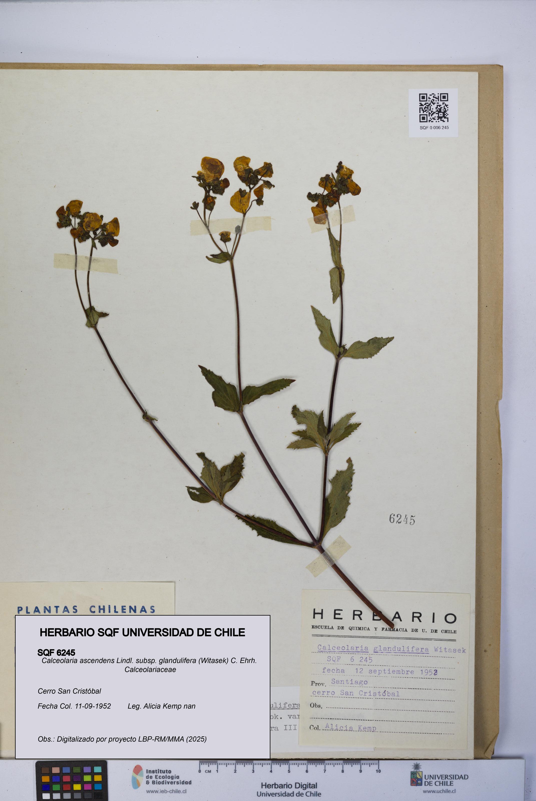 Calceolaria ascendens [Espécimen: UCH:SQF:0006245]