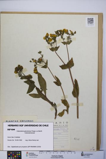 Calceolaria glandulosa [Espécimen: UCH:SQF:0006246]