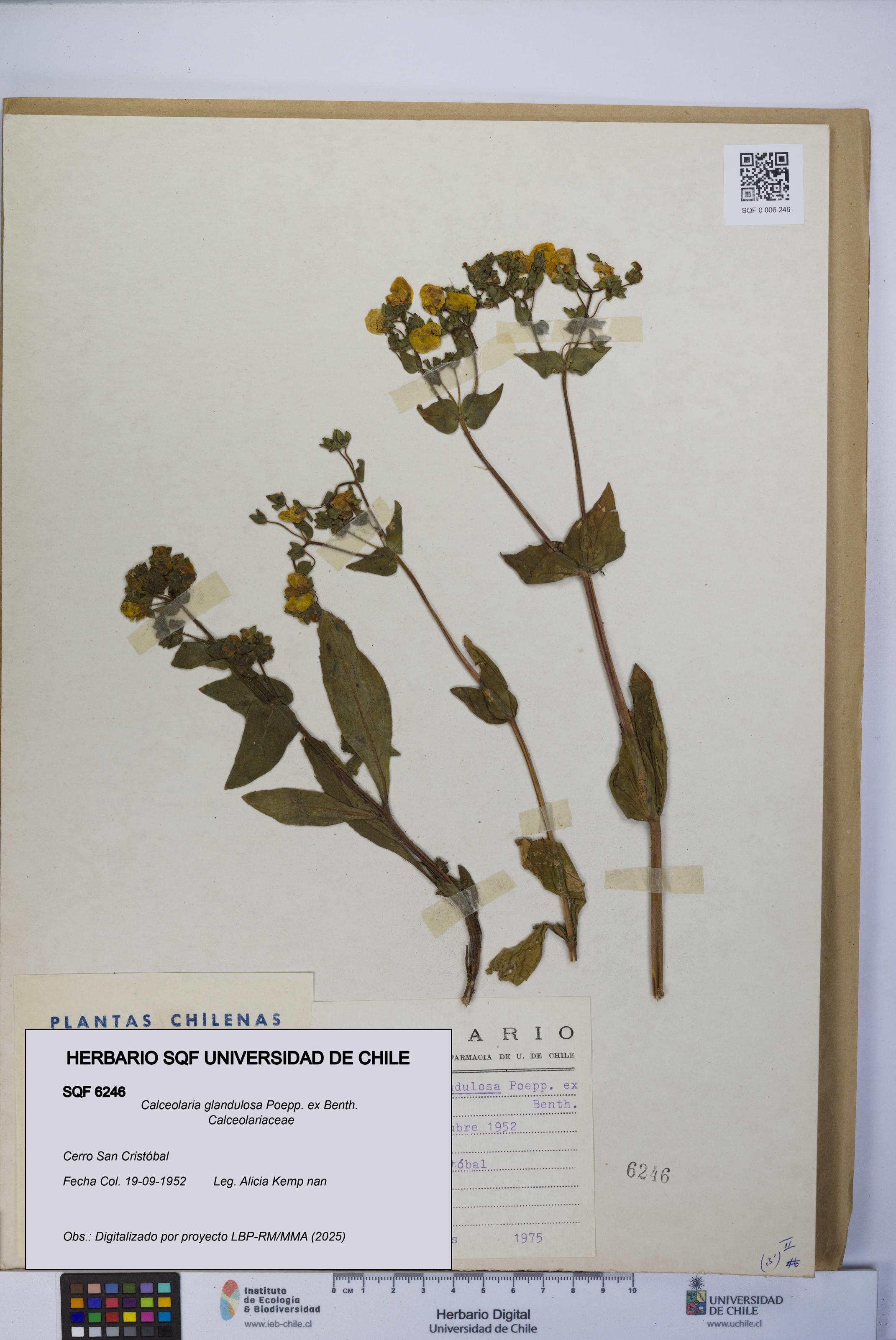 Calceolaria glandulosa [Espécimen: UCH:SQF:0006246]