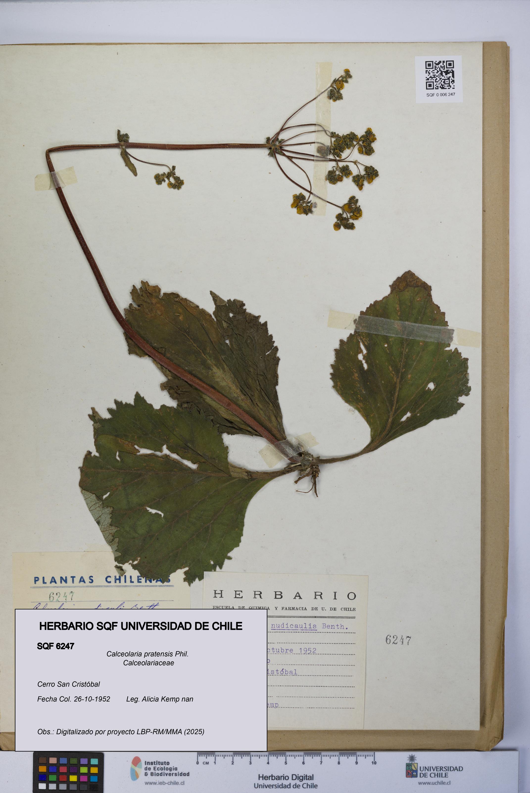 Calceolaria pratensis [Espécimen: UCH:SQF:0006247]