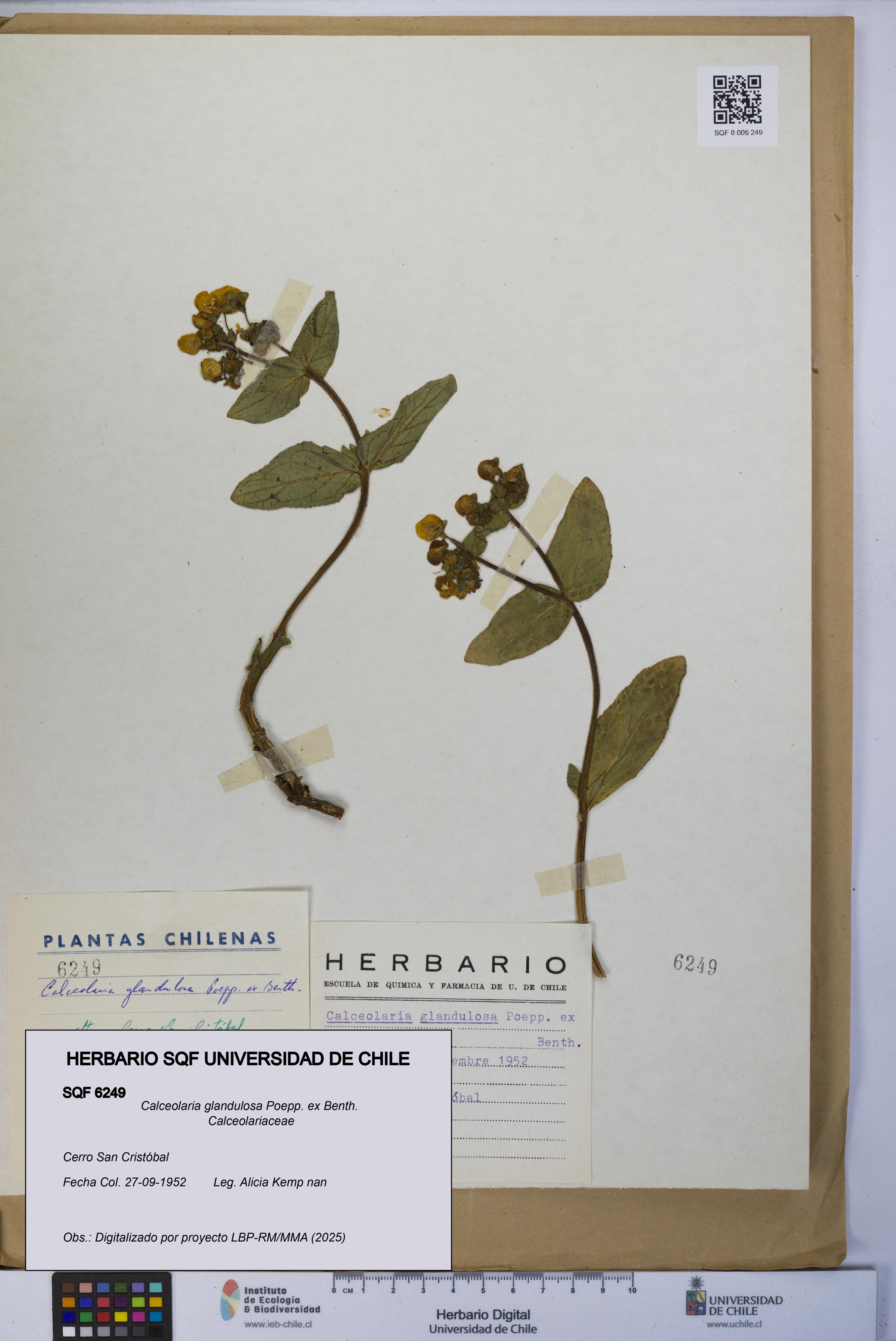 Calceolaria glandulosa [Espécimen: UCH:SQF:0006249]