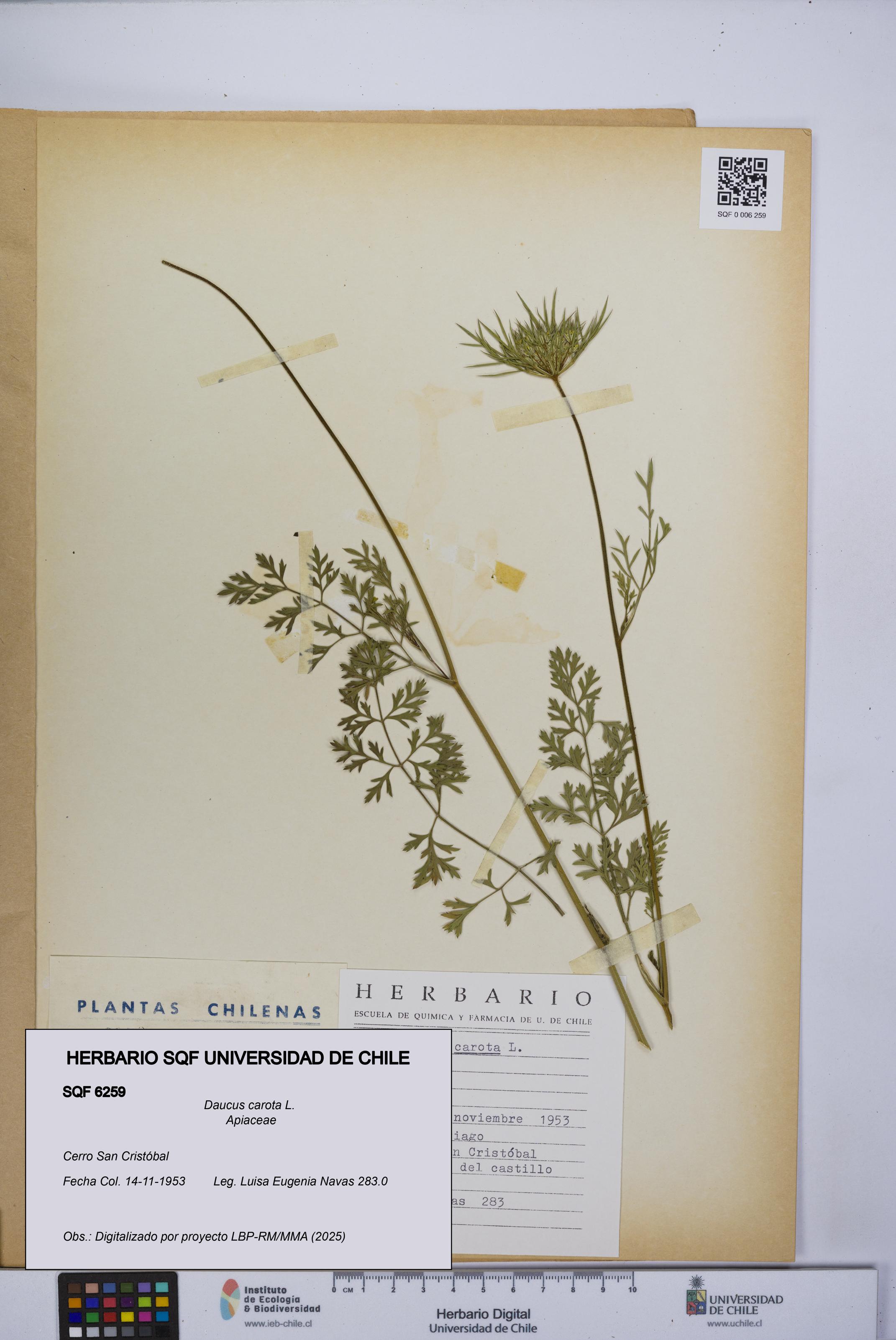 Daucus carota [Espécimen: UCH:SQF:0006259]