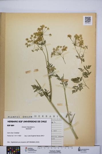 Conium maculatum [Espécimen: UCH:SQF:0006261]