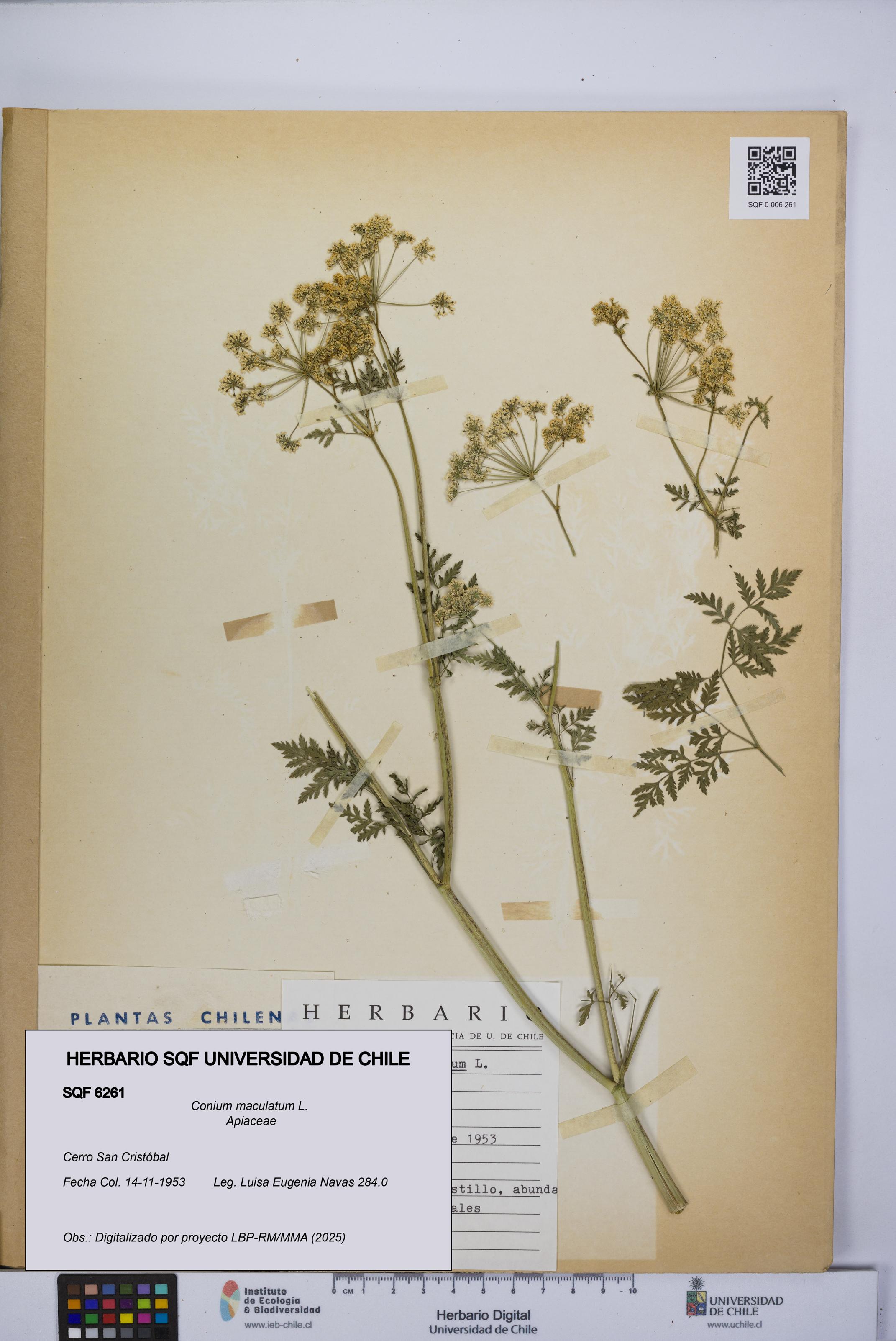 Conium maculatum [Espécimen: UCH:SQF:0006261]