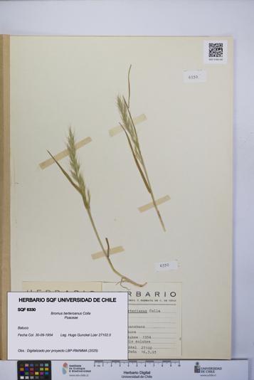 Bromus berteroanus [Espécimen: UCH:SQF:0006330]