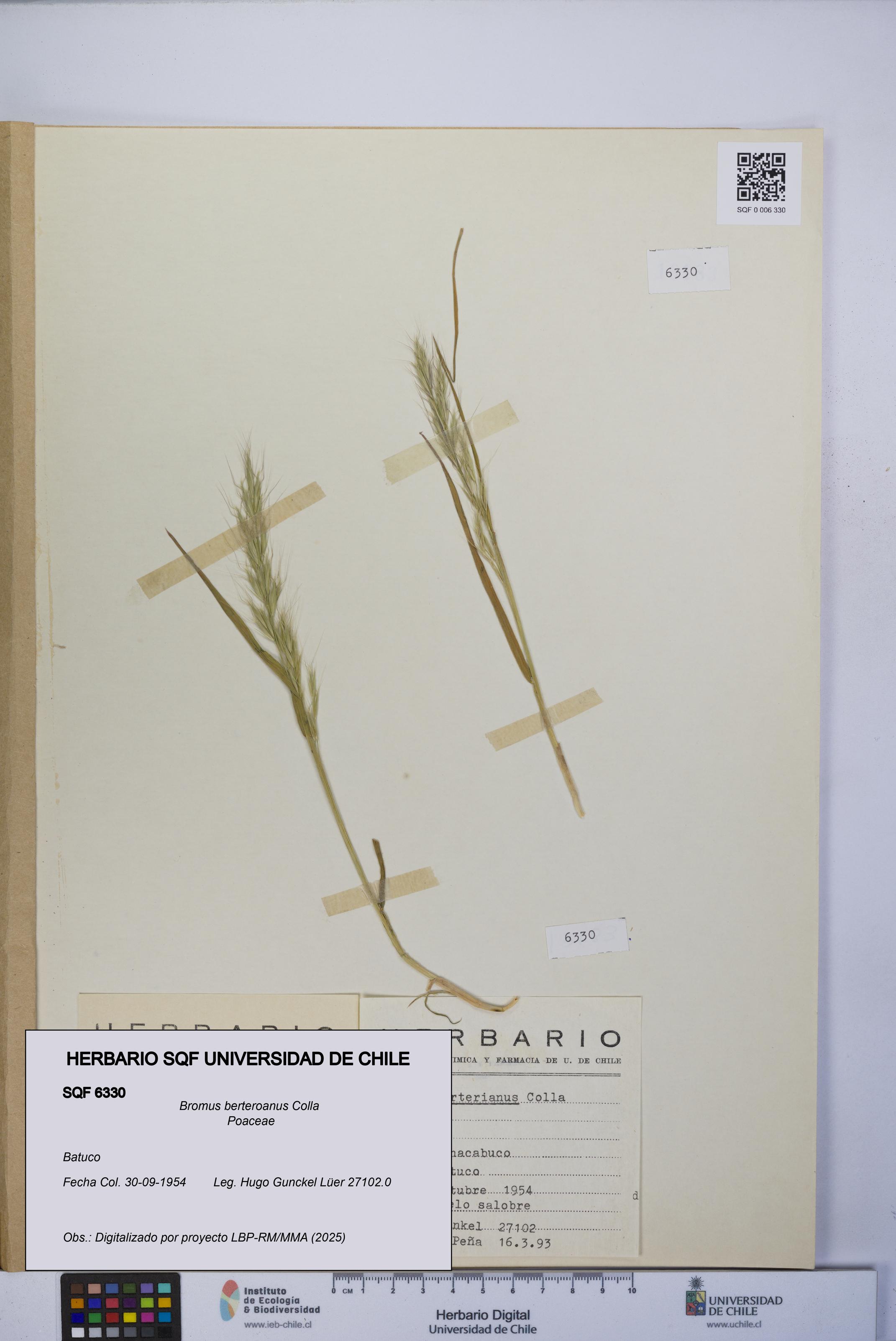 Bromus berteroanus [Espécimen: UCH:SQF:0006330]