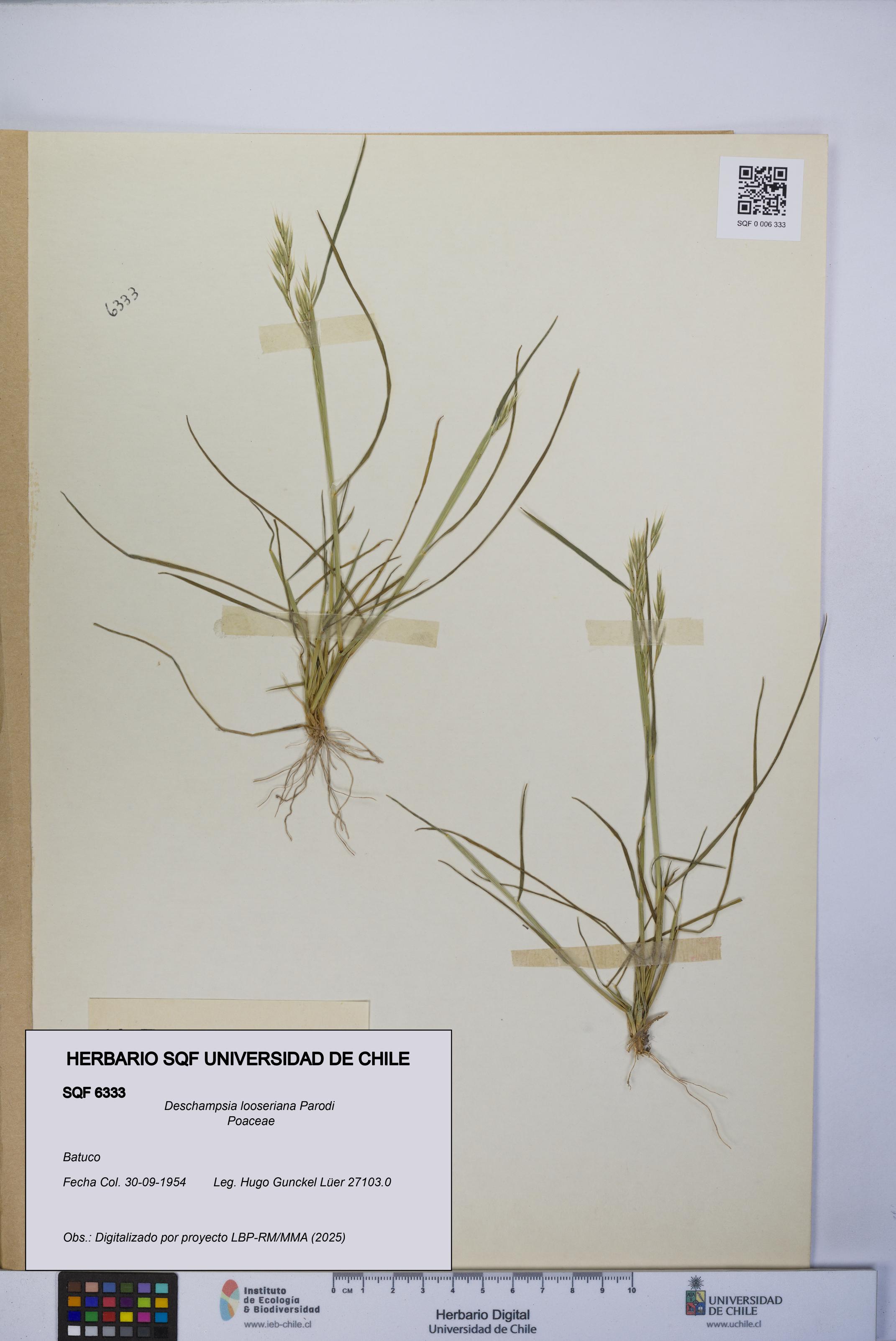 Deschampsia looseriana [Espécimen: UCH:SQF:0006333]