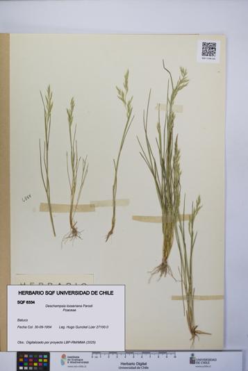 Deschampsia looseriana [Espécimen: UCH:SQF:0006334]
