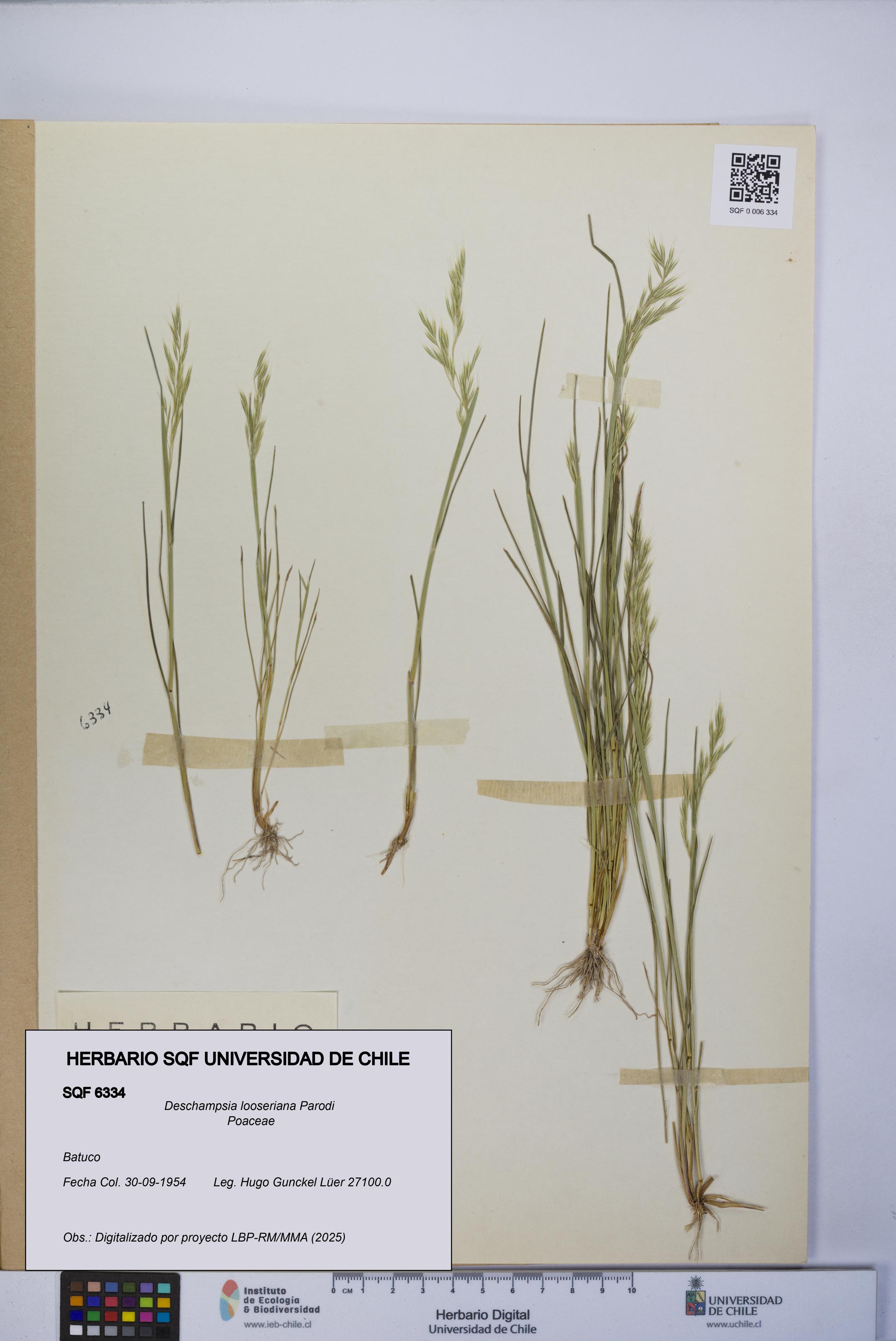 Deschampsia looseriana [Espécimen: UCH:SQF:0006334]