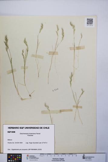 Deschampsia looseriana [Espécimen: UCH:SQF:0006336]